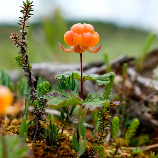 Cloudberry Seeds Rubus Chamaemorus Rare Arctic Berry Sweet-Tart Golden Fruit Plant