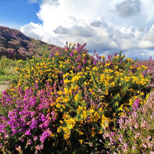 Common Gorse Plant (Ulex europaeus) – Heirloom, Non-GMO, Evergreen Shrub for Landscaping