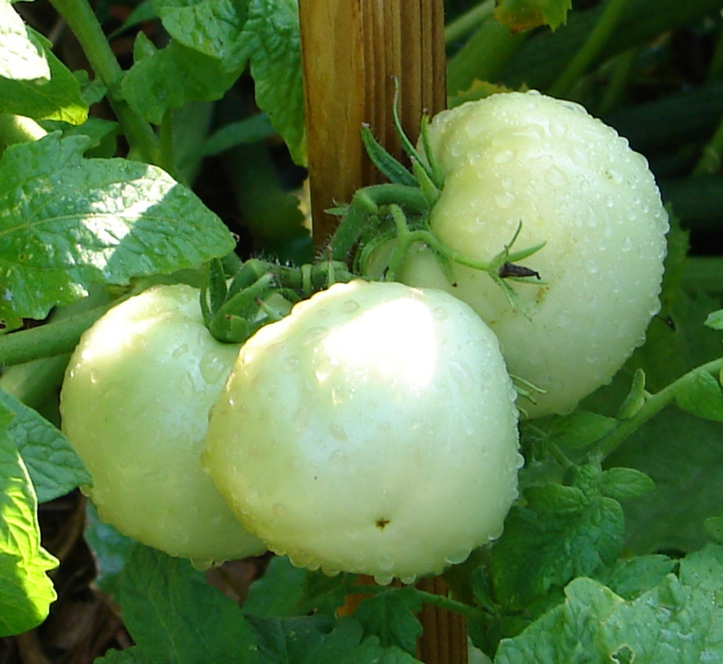 Great White Tomato – Garden Vegetable Seeds