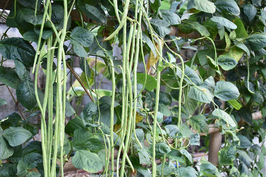 Yard Long Bean Vigna Sesquipedalis – Hardy Vegetable Garden Seeds
