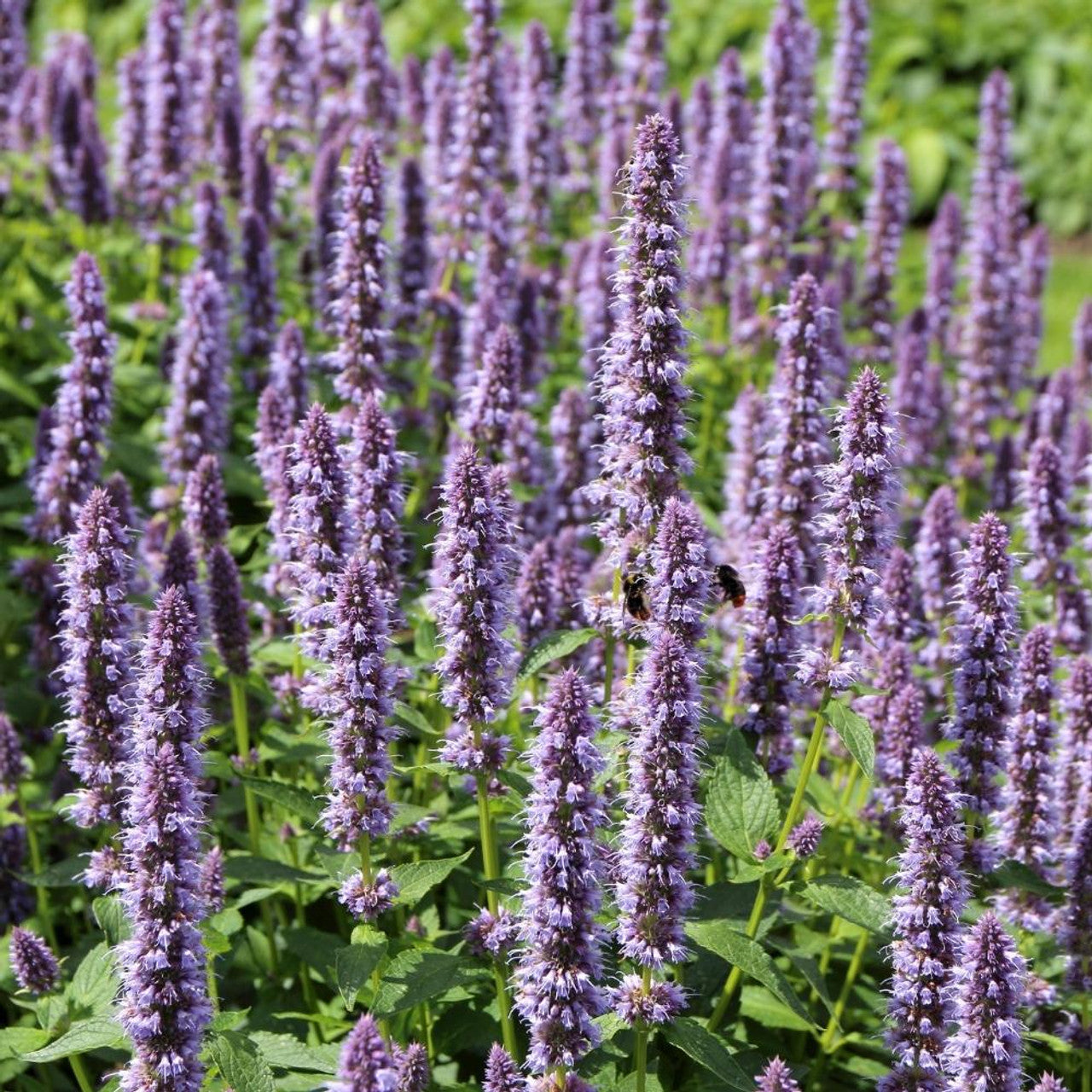 Hyssop Lavender Agastache Foeniculum – Aromatic Herb Flower Garden Seeds