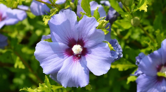 Blue Kawaii Japanese – Garden Flower Seeds