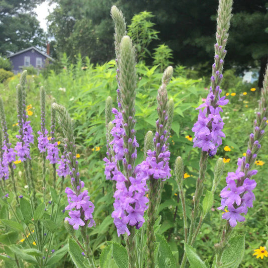 Hoary Vervain Verbena – Hardy Wildflower Garden Seeds