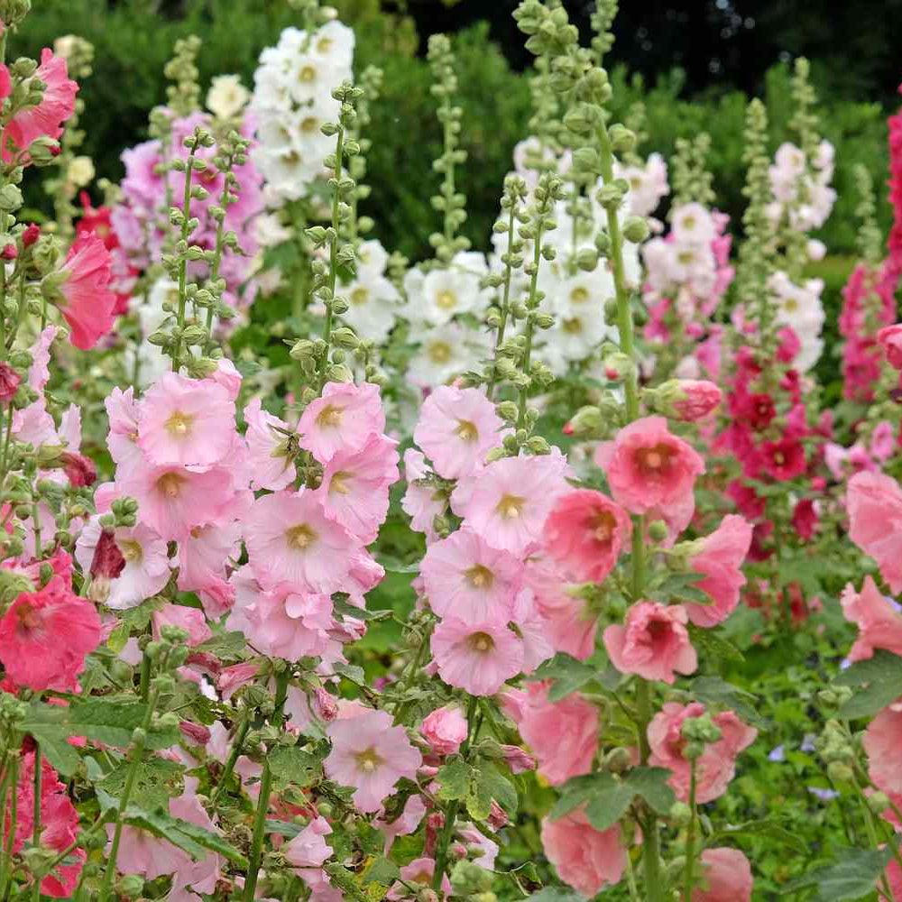 Hollyhock Danish Mix (Alcea rosea) Seeds for Planting – Heirloom, Non-GMO, Hardy, Easy to Grow, Annual/Perennial