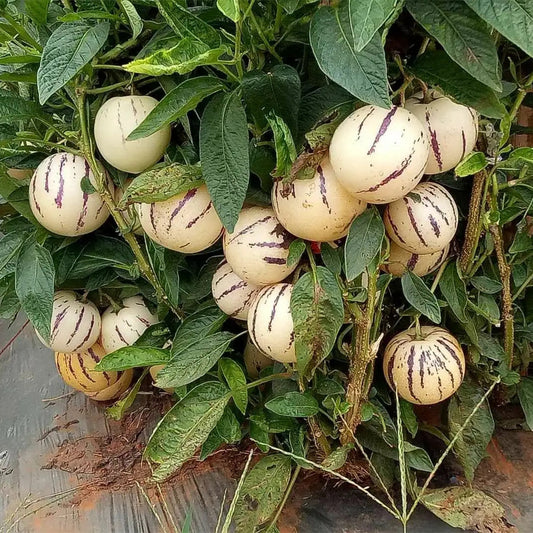Pepino Melon Seeds Solanum Muricatum Sweet Exotic Fruit