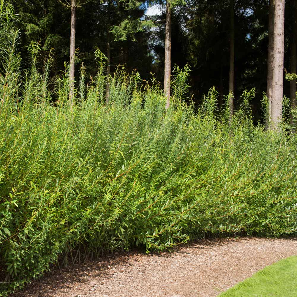 Hybrid Willow Austree Privacy Salix Tree Cutting Fast W Instructions Start