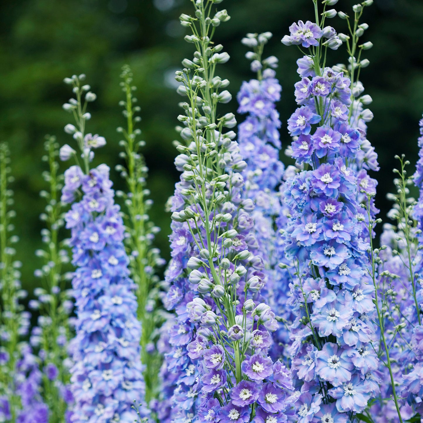 Purple And White – Perennial Flower Seeds