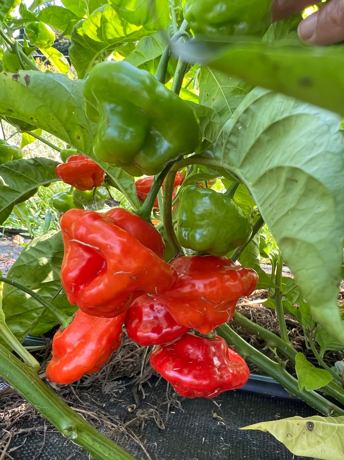 Aji Dulce Pepper (Capsicum chinense) Seeds for Planting – Heirloom, Non-GMO, Mild Heat, Easy to Grow, Annual