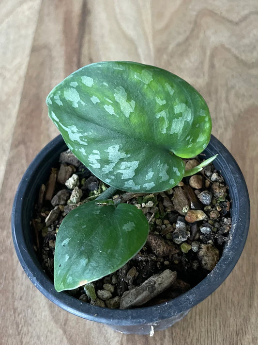 Black Mamba Scindapsus – Indoor Climbing Foliage Plant Seeds