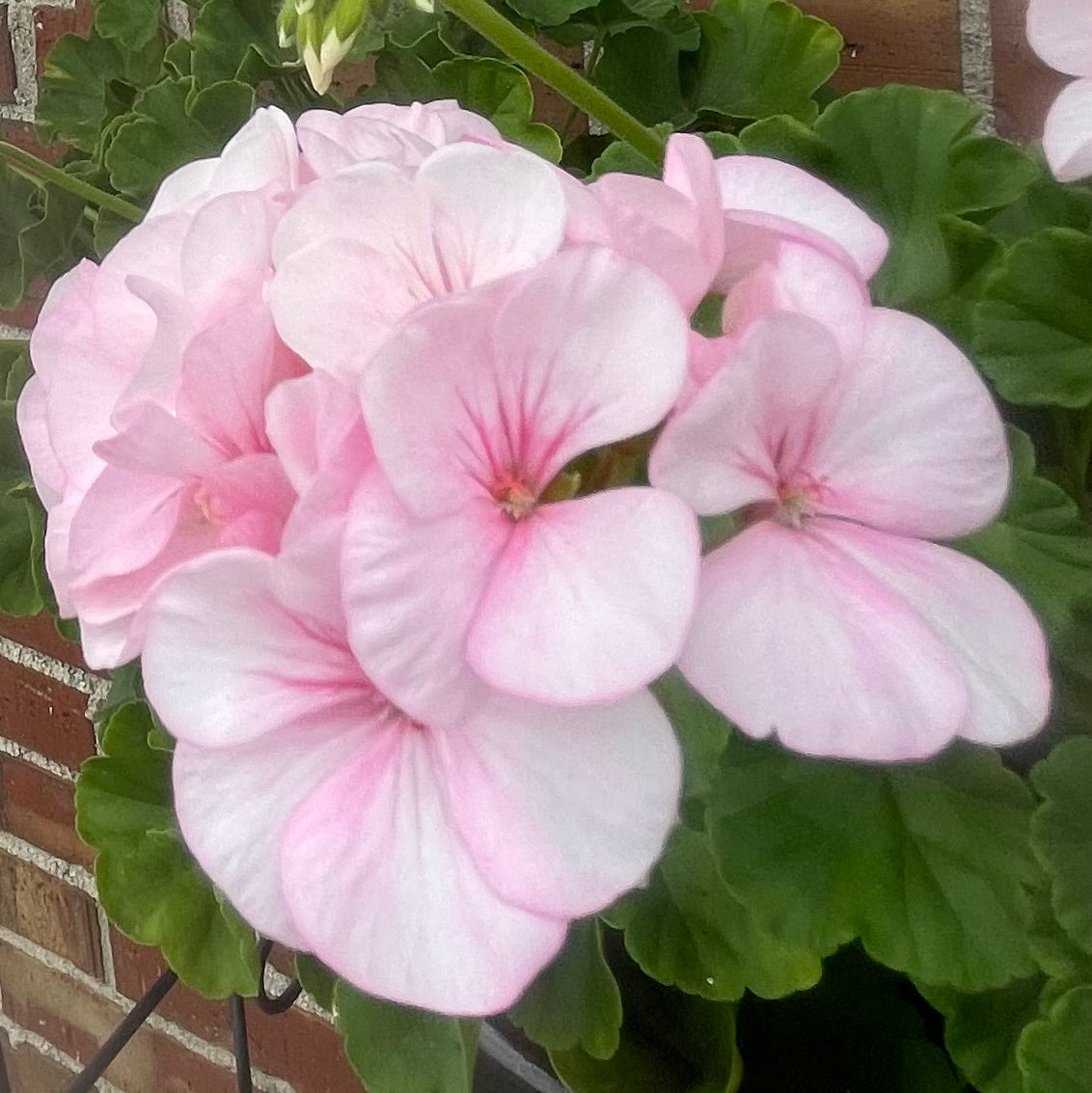 Geranium Maverick Appleblossom Seeds Soft Pink Blooms High-Performance Garden Variety
