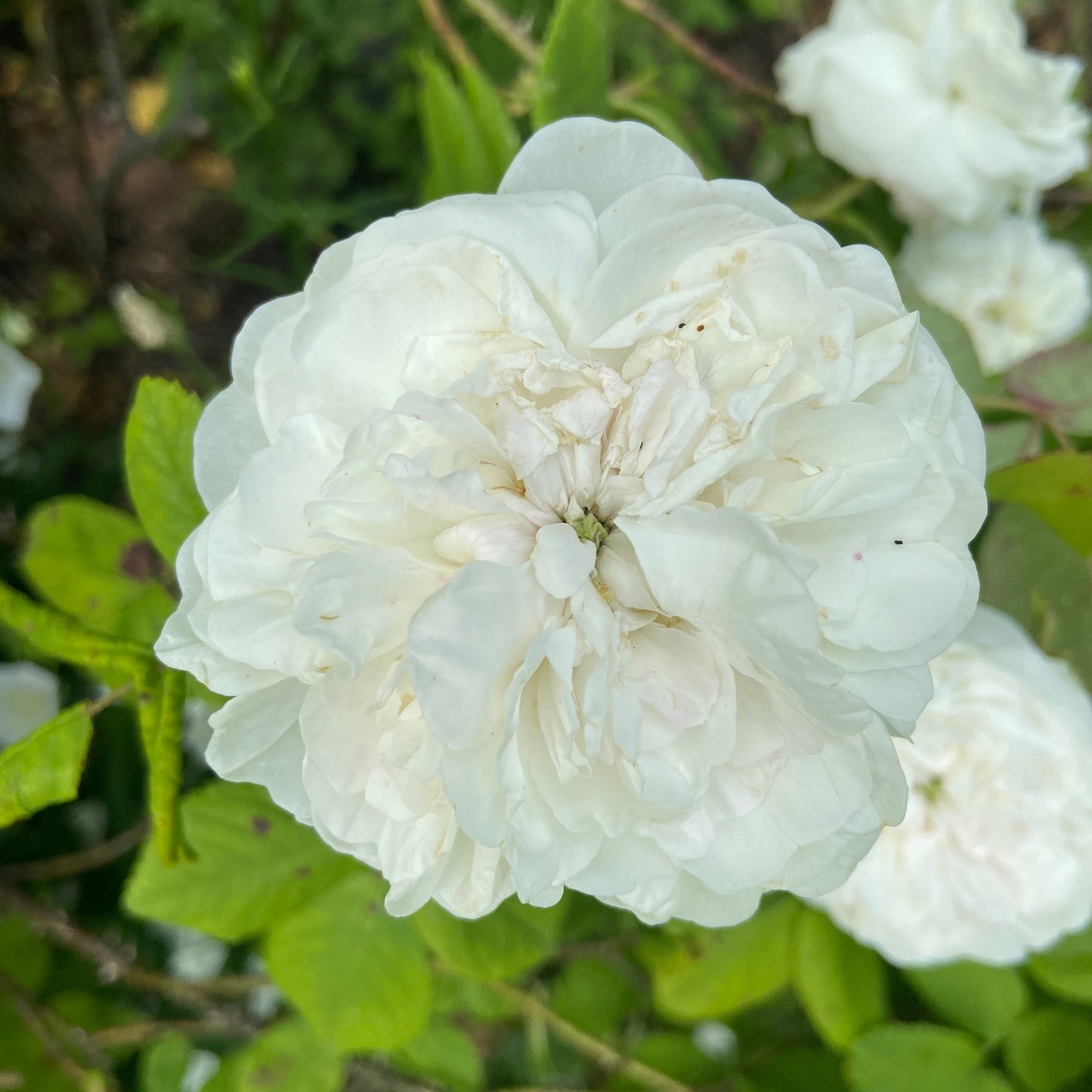 Rosa Alba Maxima Seeds – White Heirloom Rose for Garden Planting