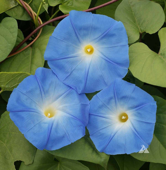 Heavenly Blue Morning Glory – Climbing Wildflower Garden Seeds