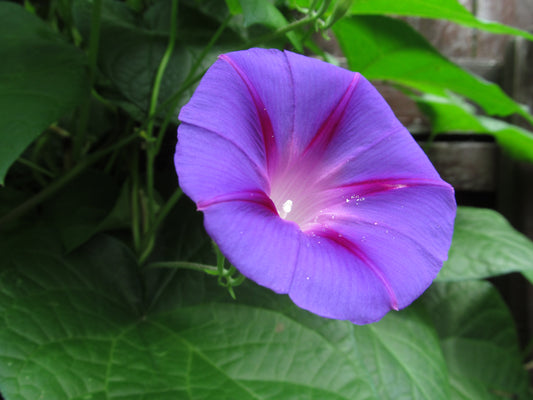 Indigo Feathers Ipomoea – Garden Flower Seeds