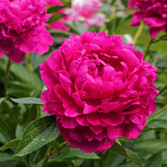 Peony ‘Karl Rosenfield’ Flower Seeds – Heirloom, Non-GMO, Perennial Variety