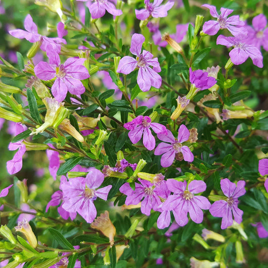 Cuphea hyssopifolia Seeds – Mexican Heather Seeds for Planting, Heirloom, Non-GMO