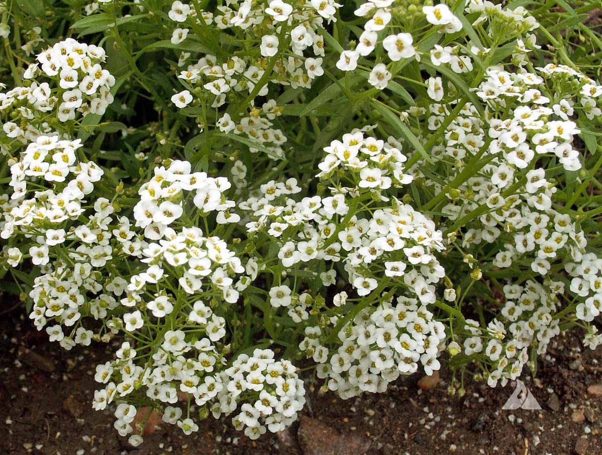 Alyssum Carpet of Snow Lobularia Maritima – Perennial Groundcover Flower Seeds