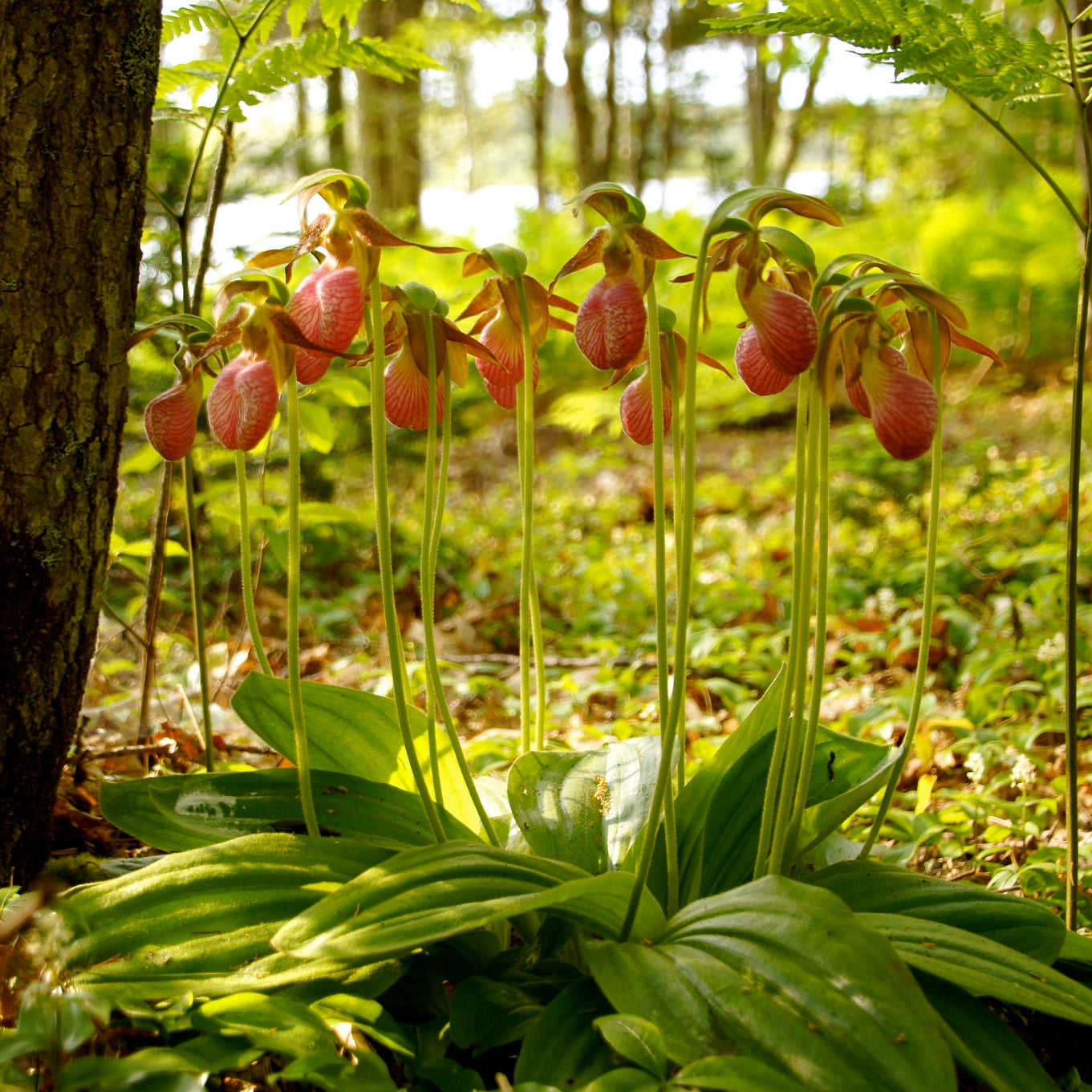 Lady’s Slipper Orchid Seeds Cypripedium - Rare Hardy Orchid Elegant Garden & Woodland Flower