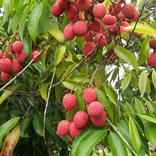 Litchi Chinensis Fragrant Lychee Fruit Tree Seeds