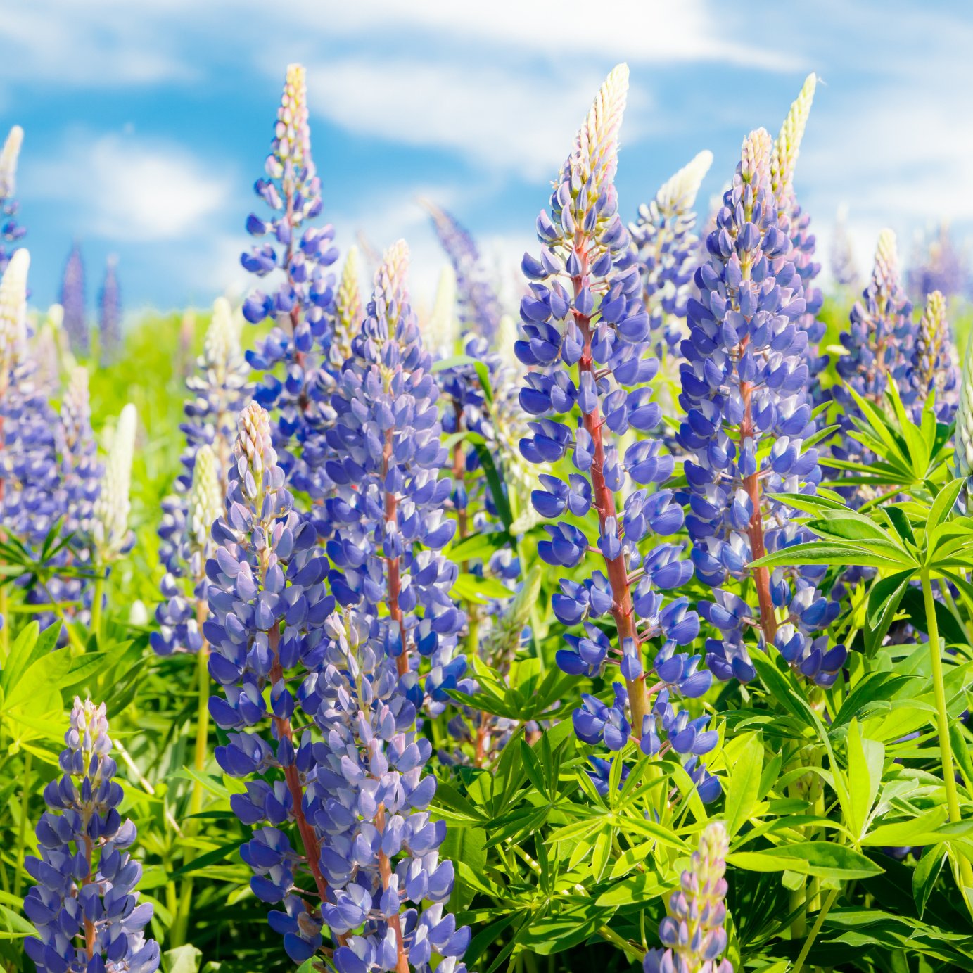 Blue Lupine Flower – Annual Flower Seeds