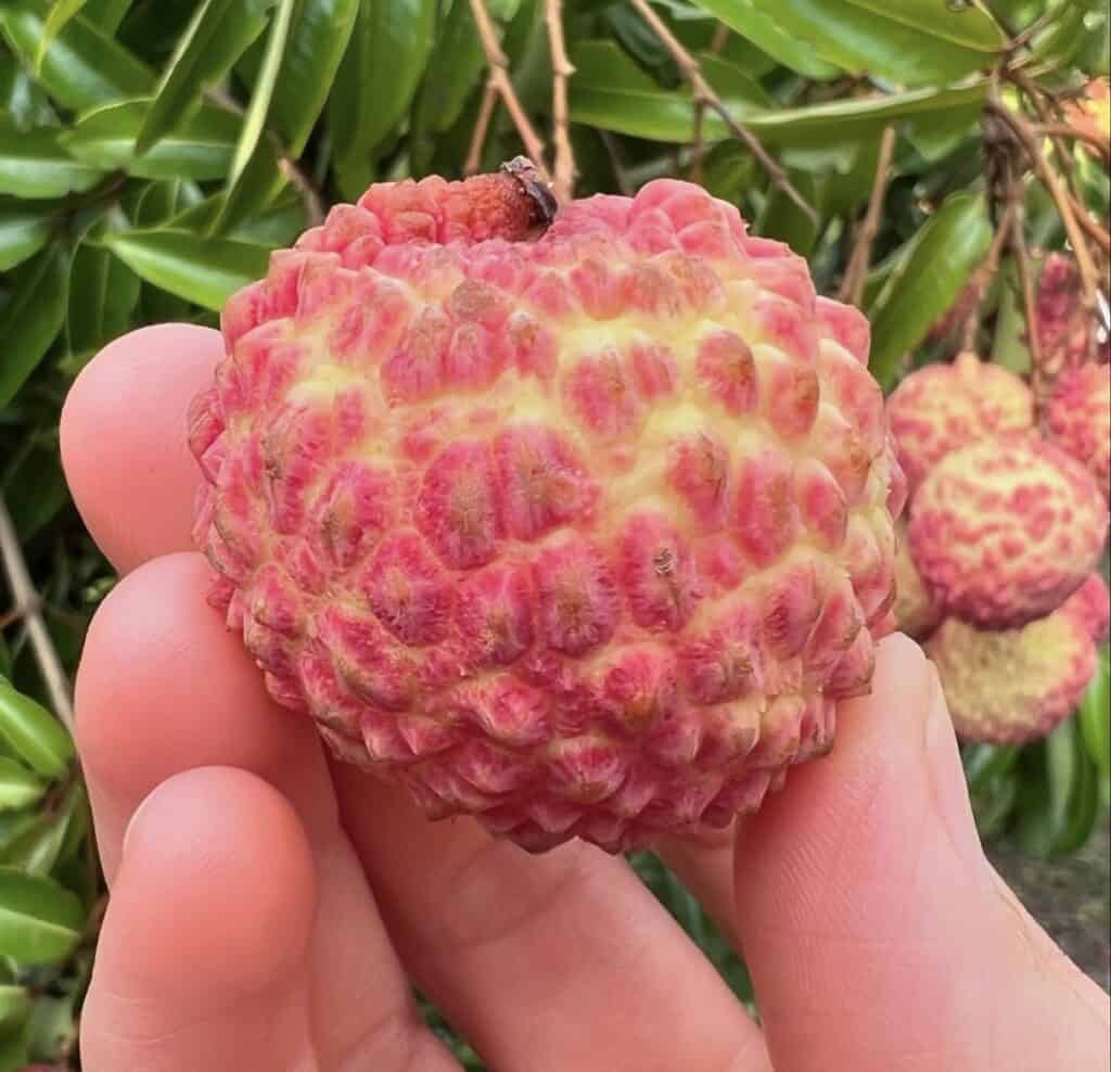 Emperor Lychee Seeds for Planting – Heirloom, Non-GMO, Litchi chinensis, Easy to Grow