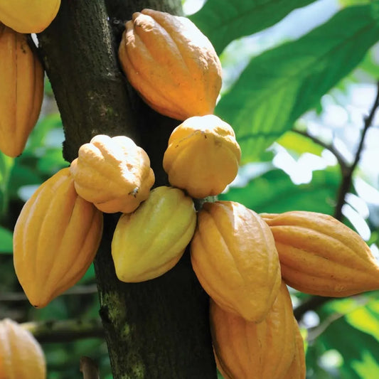 Cacao (Theobroma cacao) Fruit Seeds for Planting – Heirloom, Non-GMO, High-Germination Tropical Cocoa Pods