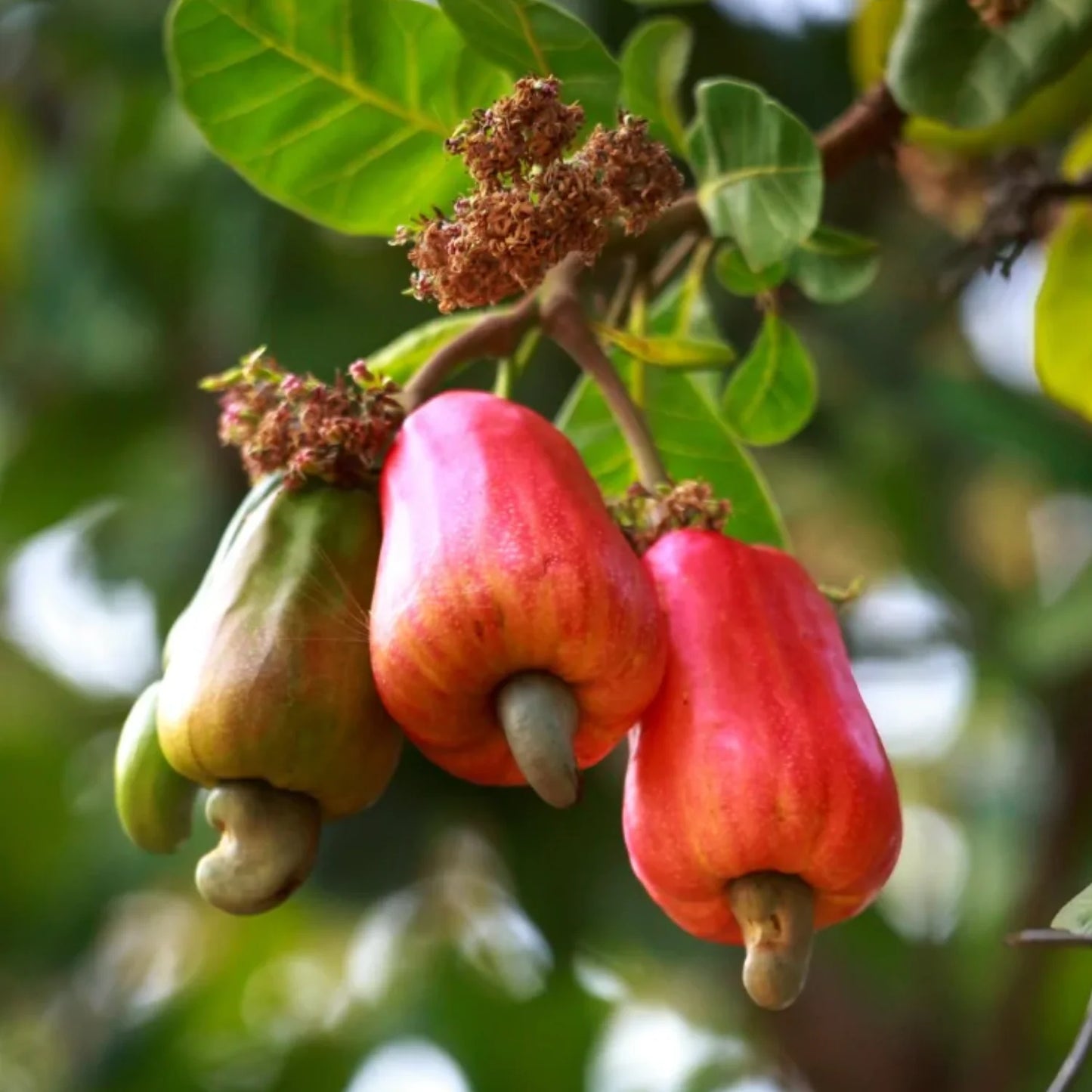 Cashew Nut Anacardium Occidentale β Tropical Fruit Tree Seeds
