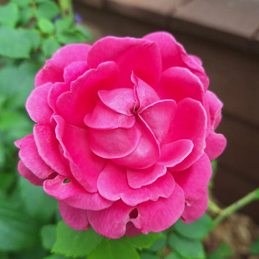 Rosa ‘Mme. Isaac Pereire’ Deep Magenta Garden Rose Plant