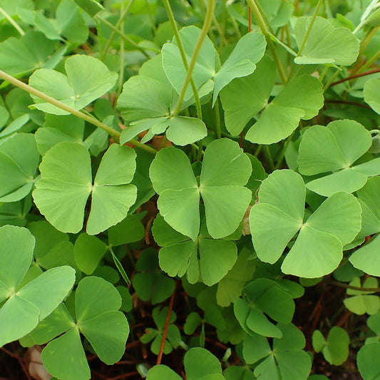 Four Leaf Clover (Trifolium repens) Live Plant in Nursery Pot – Heirloom, Non-GMO, Easy to Grow, Perennial
