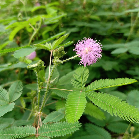Sensitive Plant Mimosa Pudica – Hardy Wildflower Seeds