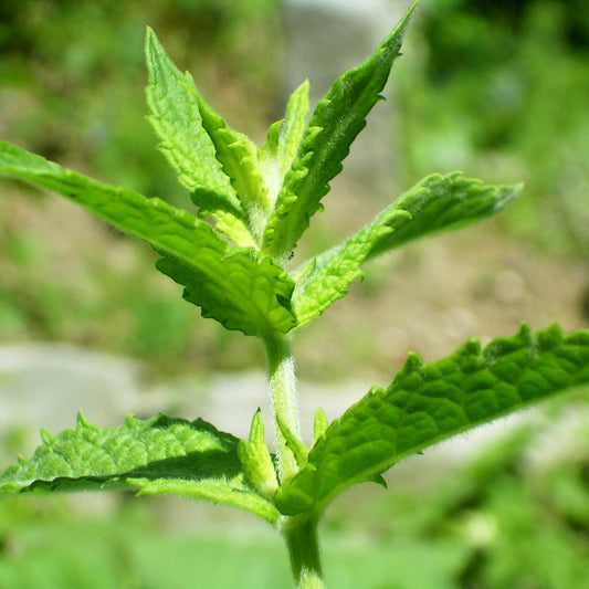 Spearmint (Mentha spicata) Seeds for Planting – Fresh Aromatic Garden Herb