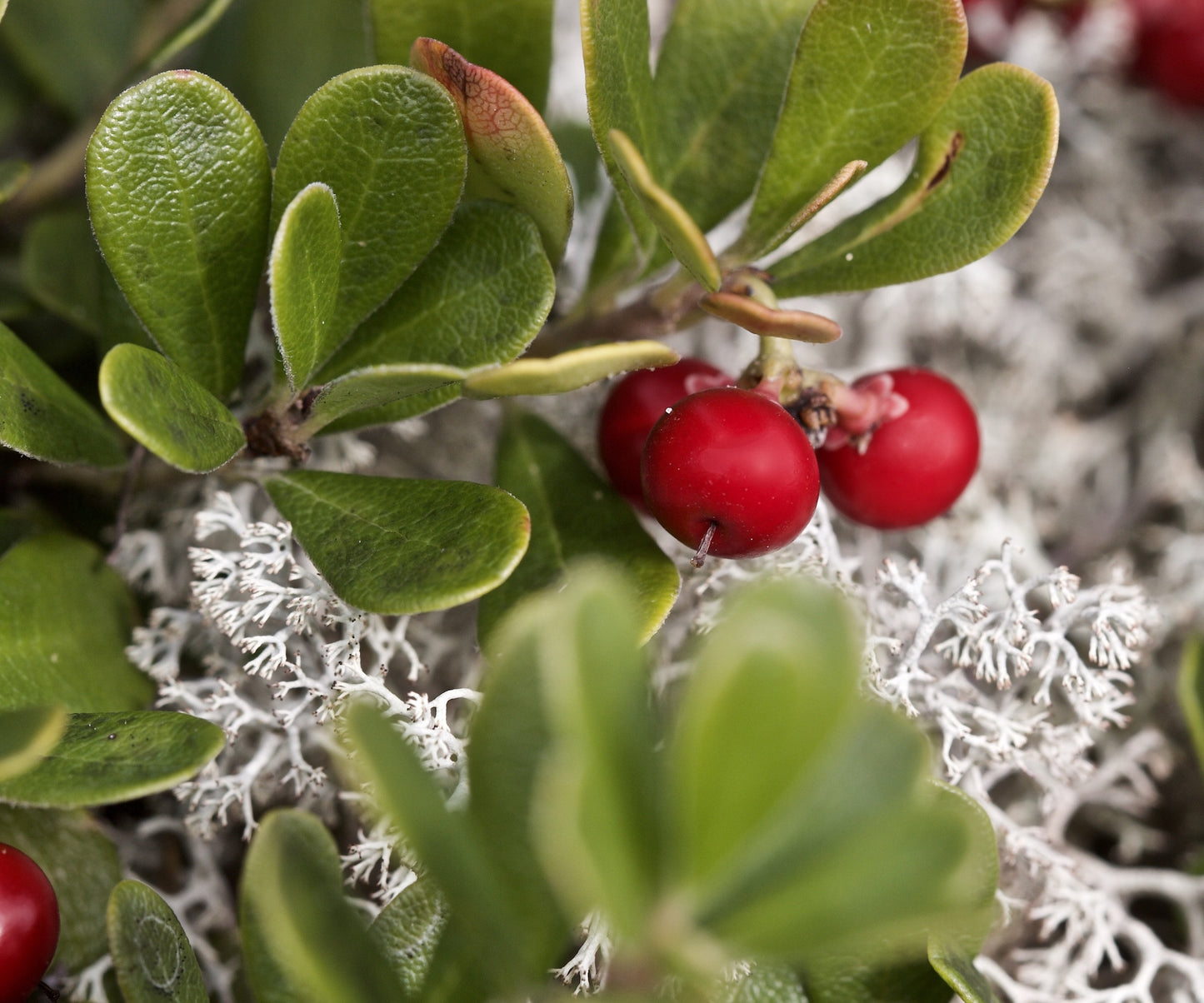 Bearberry Arctostaphylos – Hardy Fruit Bearing Ground Cover Seeds
