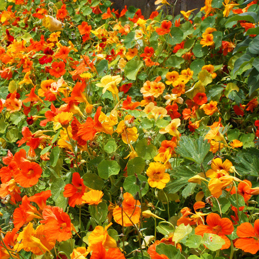 Jewel Nasturtium Flower – Mixed, Annual Flower Seeds