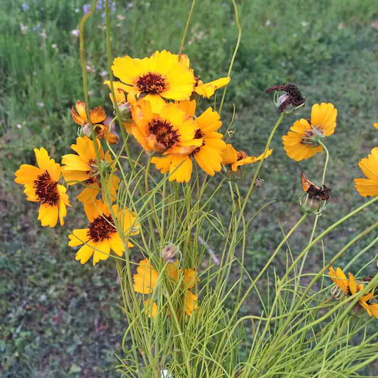 Greenthread Thelesperma – Colorful Wildflower Garden Seeds