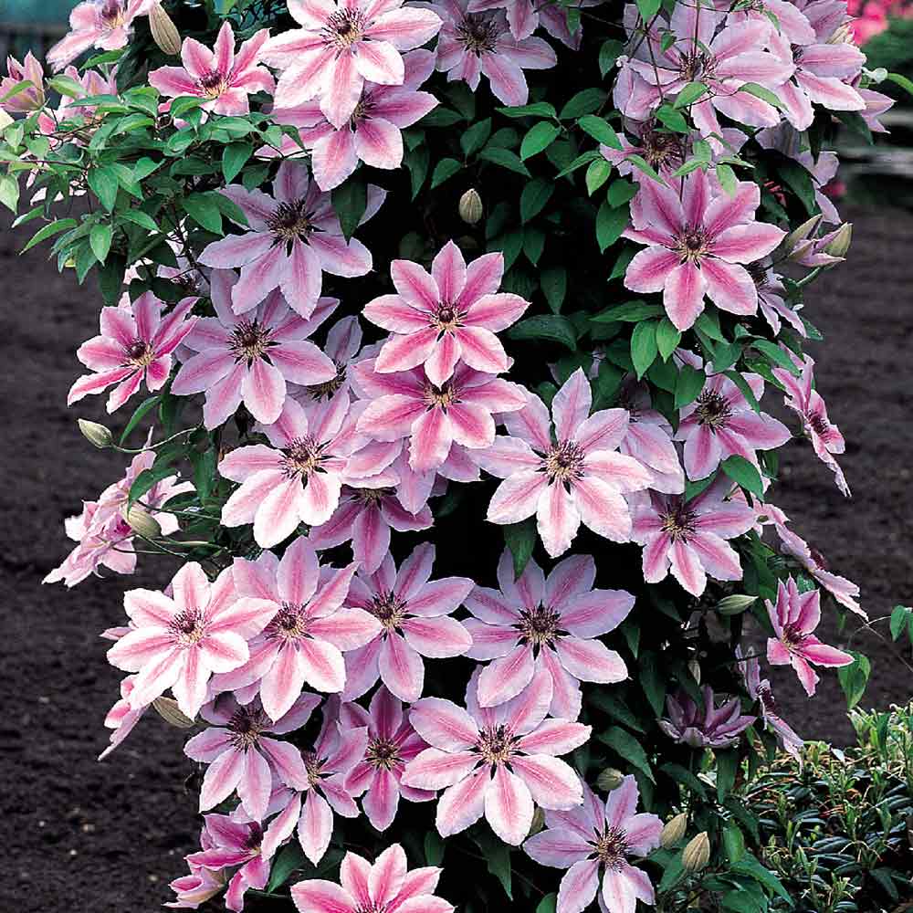 Clematis ‘Nelly Moser’ Flower Seeds – Heirloom, Non-GMO, Large-Flowered Perennial Vine