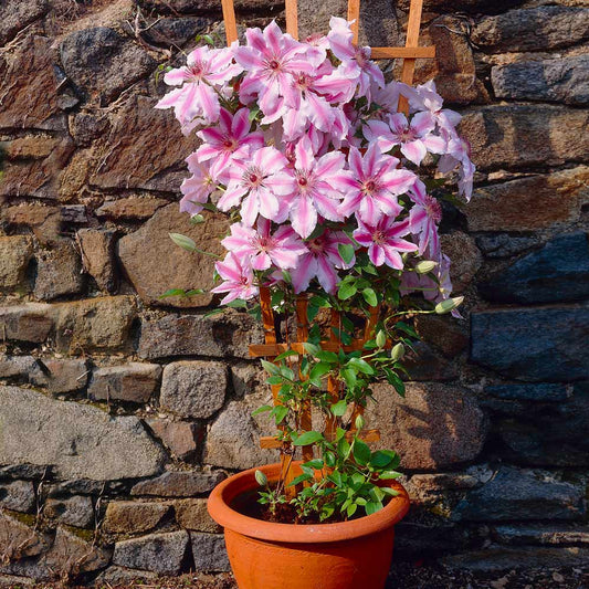 Clematis ‘Nelly Moser’ Flower Seeds – Heirloom, Non-GMO, Large-Flowered Perennial Vine