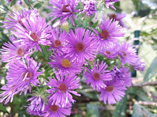 New England Aster Symphyotrichum – Colorful Perennial Wildflower Seeds