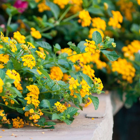 New Gold Lantana Seeds Bright Golden Blooms Drought-Tolerant Perennial for Garden