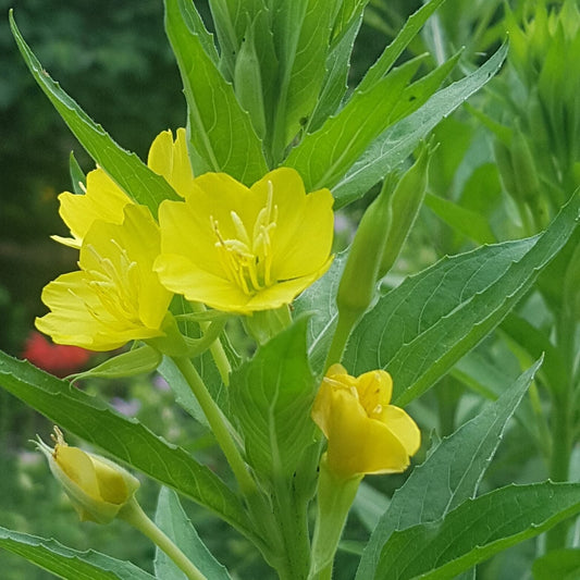 Yellow Evening Primrose – Perennial Flower Seeds