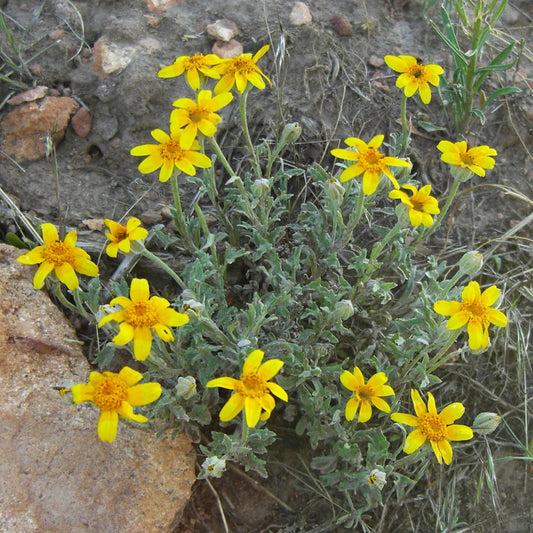 Oregon Sunshine – Bright Wildflower Garden Seeds