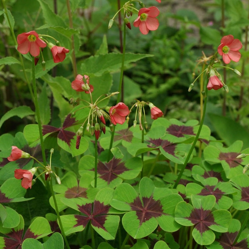 Four Leaf Clover (Oxalis Deppei) Seeds for Planting – Heirloom, Non-GMO, Easy to Grow, Perennial, Ground Cover
