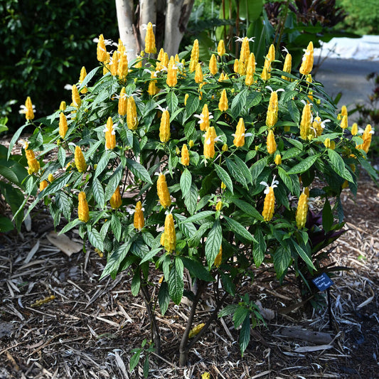 Pachystachys Lutea Seeds Golden Shrimp Plant Exotic Yellow Flowering Ornamental