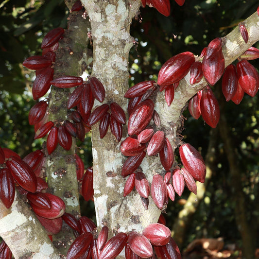 Red Cocoa Pod Variant Seeds for Growing — Tropical Cacao Pod Plant Seeds