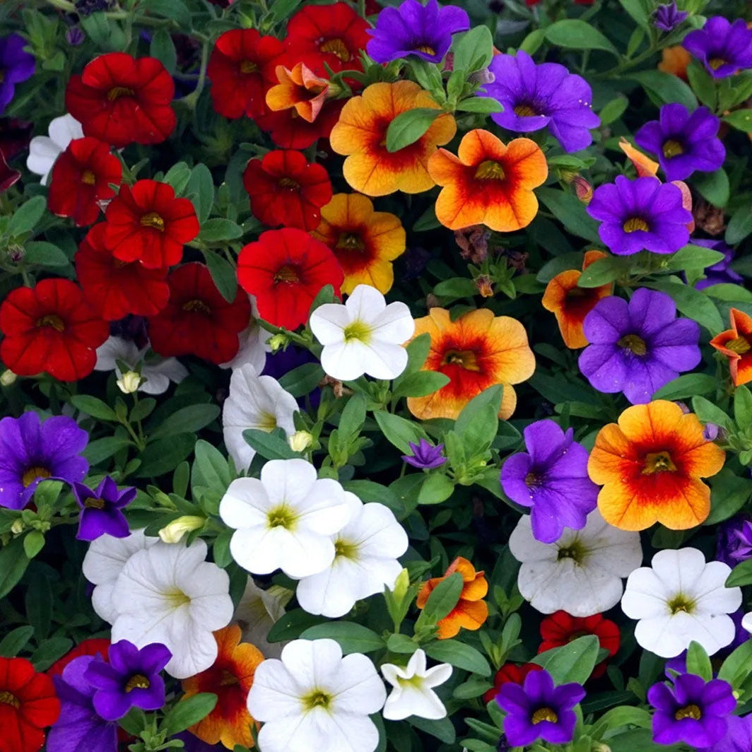 Mixed Calibrachoa Seeds Vibrant Million Bells Blend Continuous Blooming Trailing Flowers
