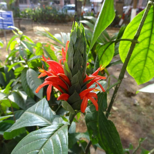 Pachystachys Red Lutea Ornamental Flower Seeds – Tropical Decorative Blooms for Planting