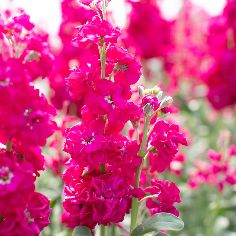 Matthiola Cinderella Mix – Mixed, Annual Flower Seeds