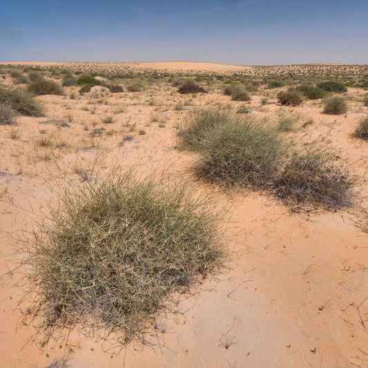 Panicum Turgidum Seeds, Taman Grass Afezu/Tuman/Thaman Drought-Tolerant Desert Grass Seeds