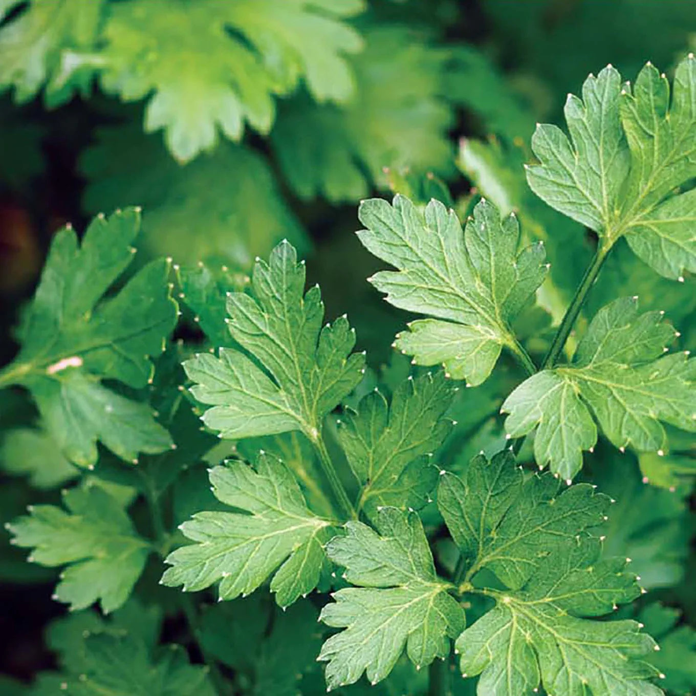 Parsley Seeds Dark – Garden Herb Seeds