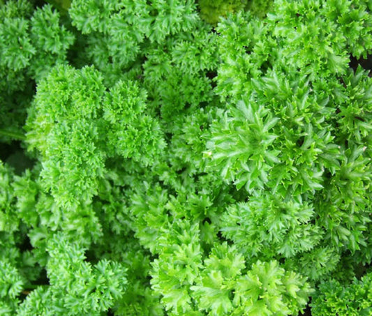 Parsley Moss Curled Petroselinum Crispum – Garden Herb Seeds