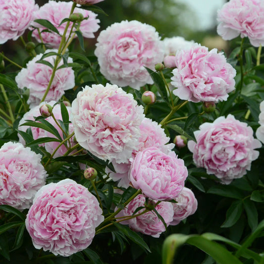 Peony ‘Sarah Bernhardt’ Flower Seeds – Heirloom, Non-GMO, Double Pink Blooms