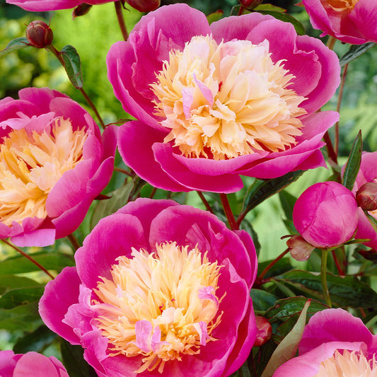 Peony ‘Bowl of Beauty’ Flower Seeds – Heirloom, Non-GMO, Perennial Herbaceous Peony